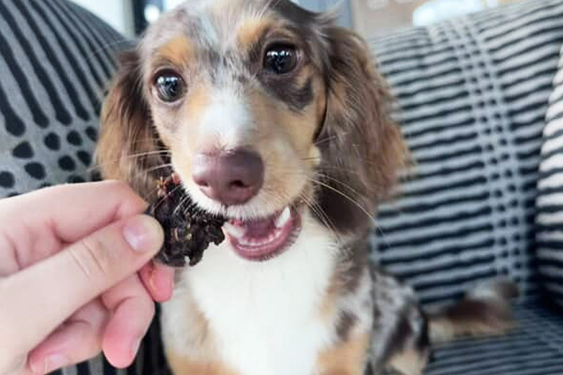 What Are Natural Dog Treats Good For?