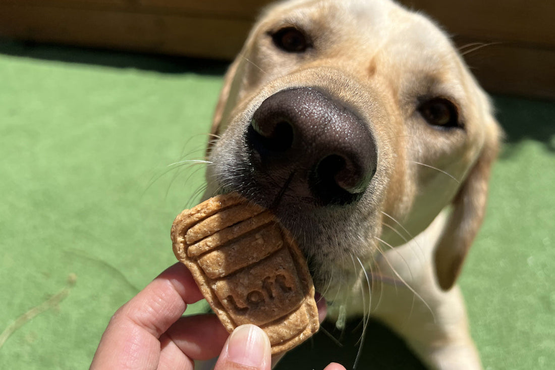 A Labrador sniffing a Laft Pet coffee cup-shaped cookie held by a hand, with a green outdoor background.