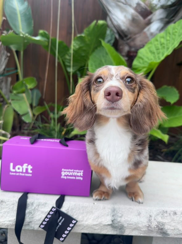 A dachshund sitting on a bench next to a purple Laft Pet dog gift box, with green plants in the background.