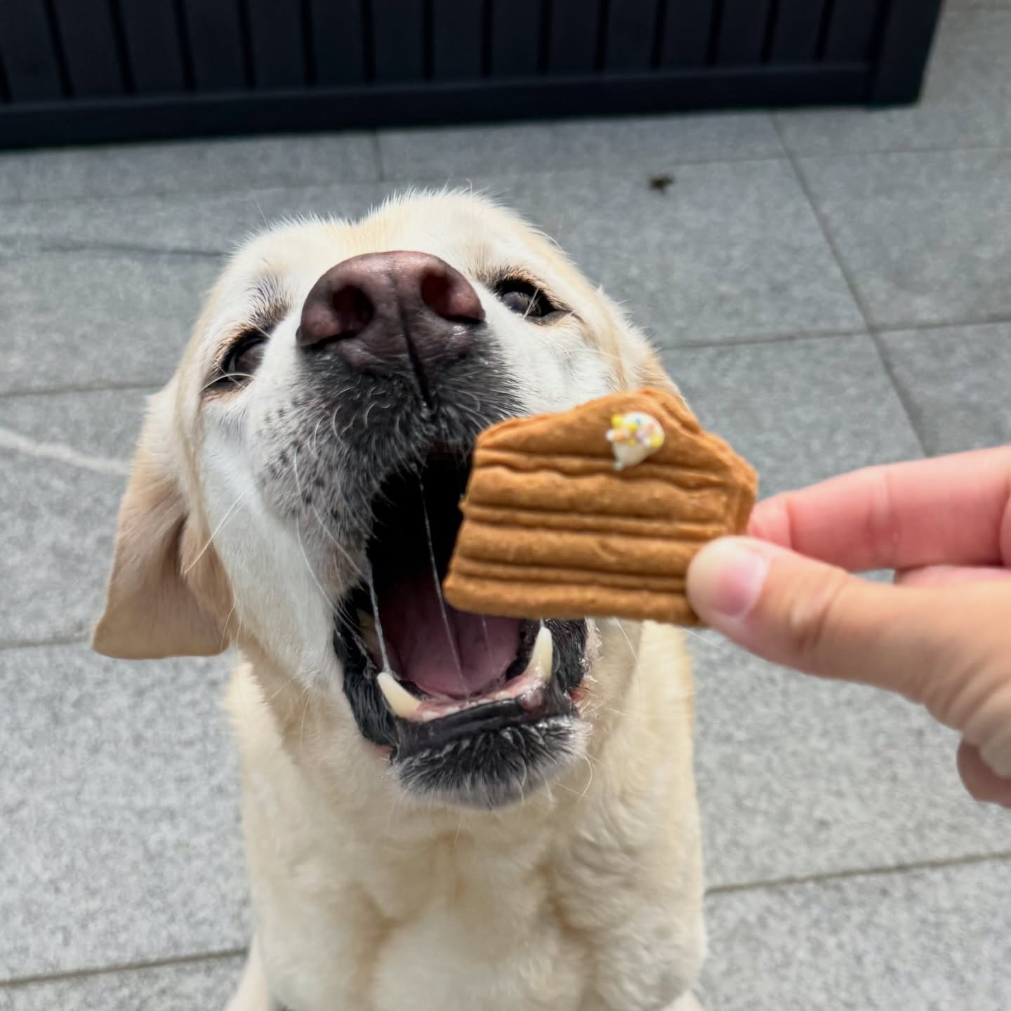 Dog eagerly waiting to eat a dog biscuit shaped like a slice of cake.