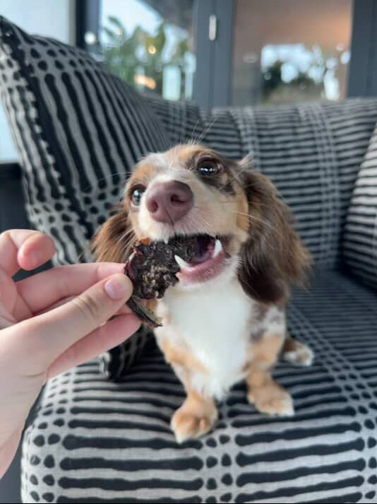 A dachshund sitting on a couch enjoying a Kangaroo Jerky dog treat.