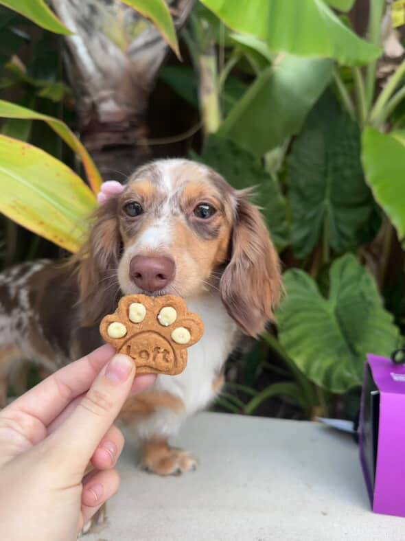 A dachshund enjoying a paw shaped biscuit