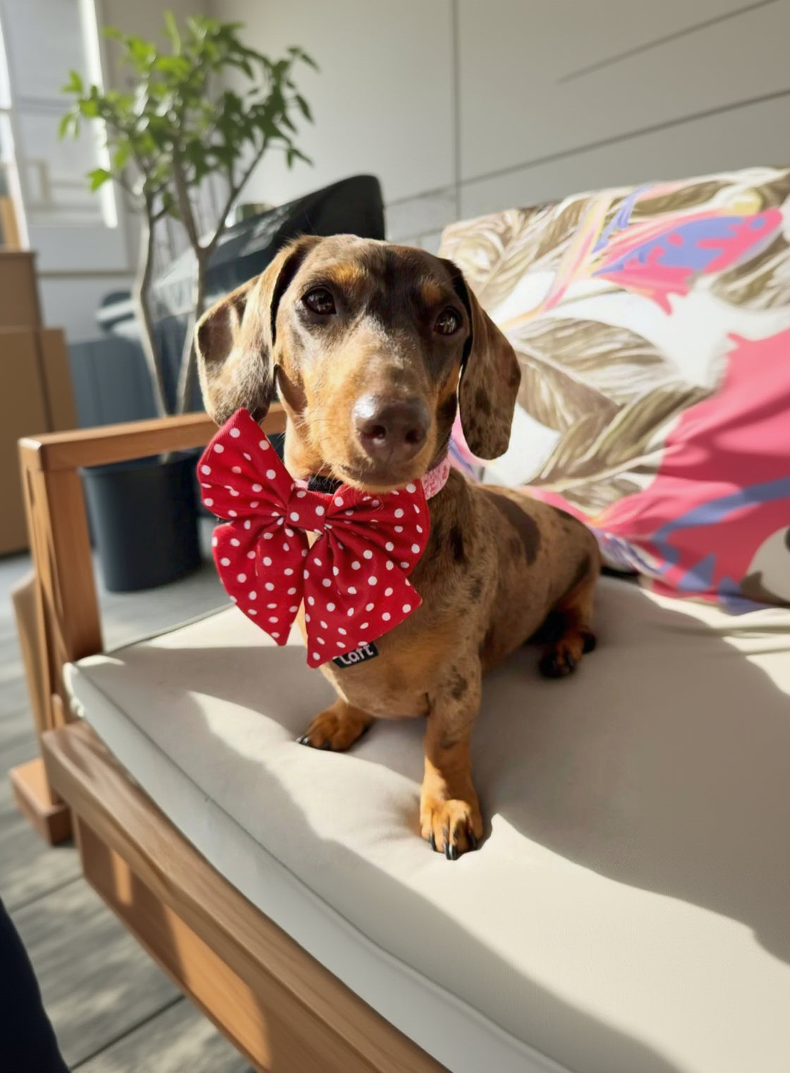 Dachshund wearing a red polka dot bow tie sitting on a white surface.