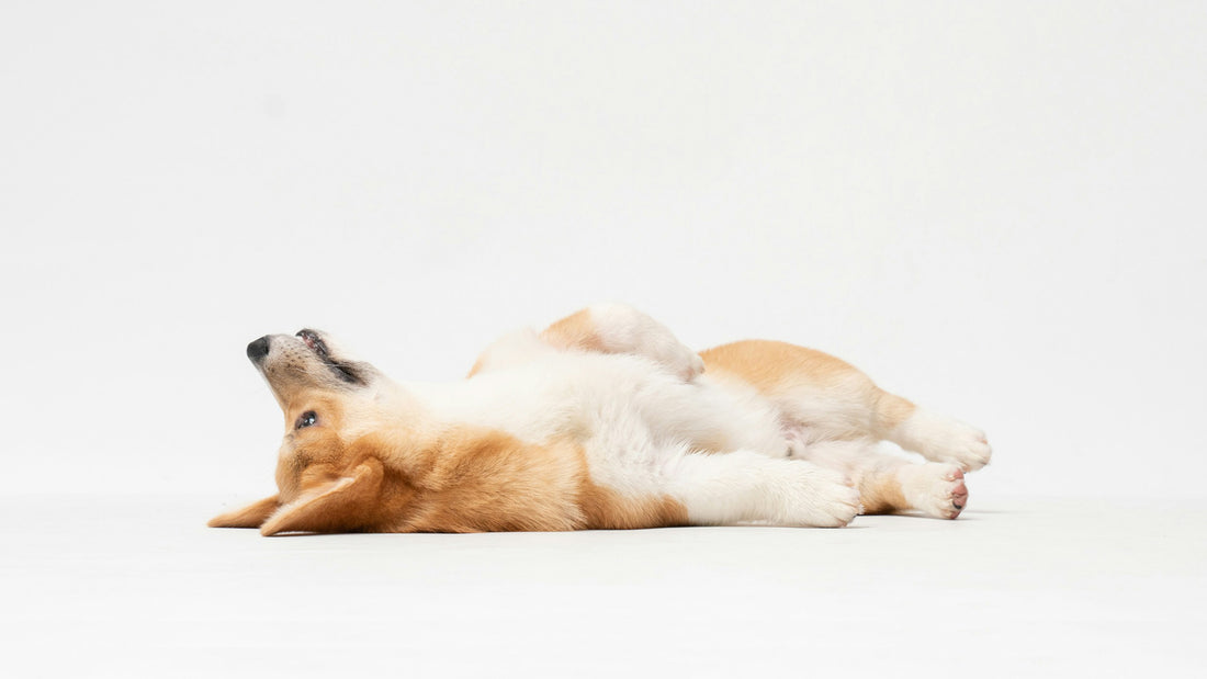 A charming Pembroke Welsh Corgi lying on its back with its belly up, appearing to be deep in thought.