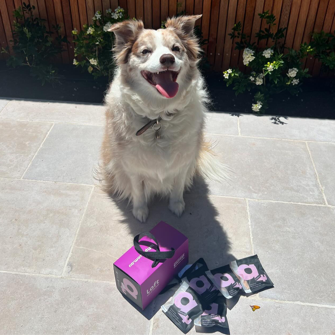 A happy Border Collie sitting in a garden, posing with a purple Laft Pet gift box and some black Laft Pet treat pouches in front.