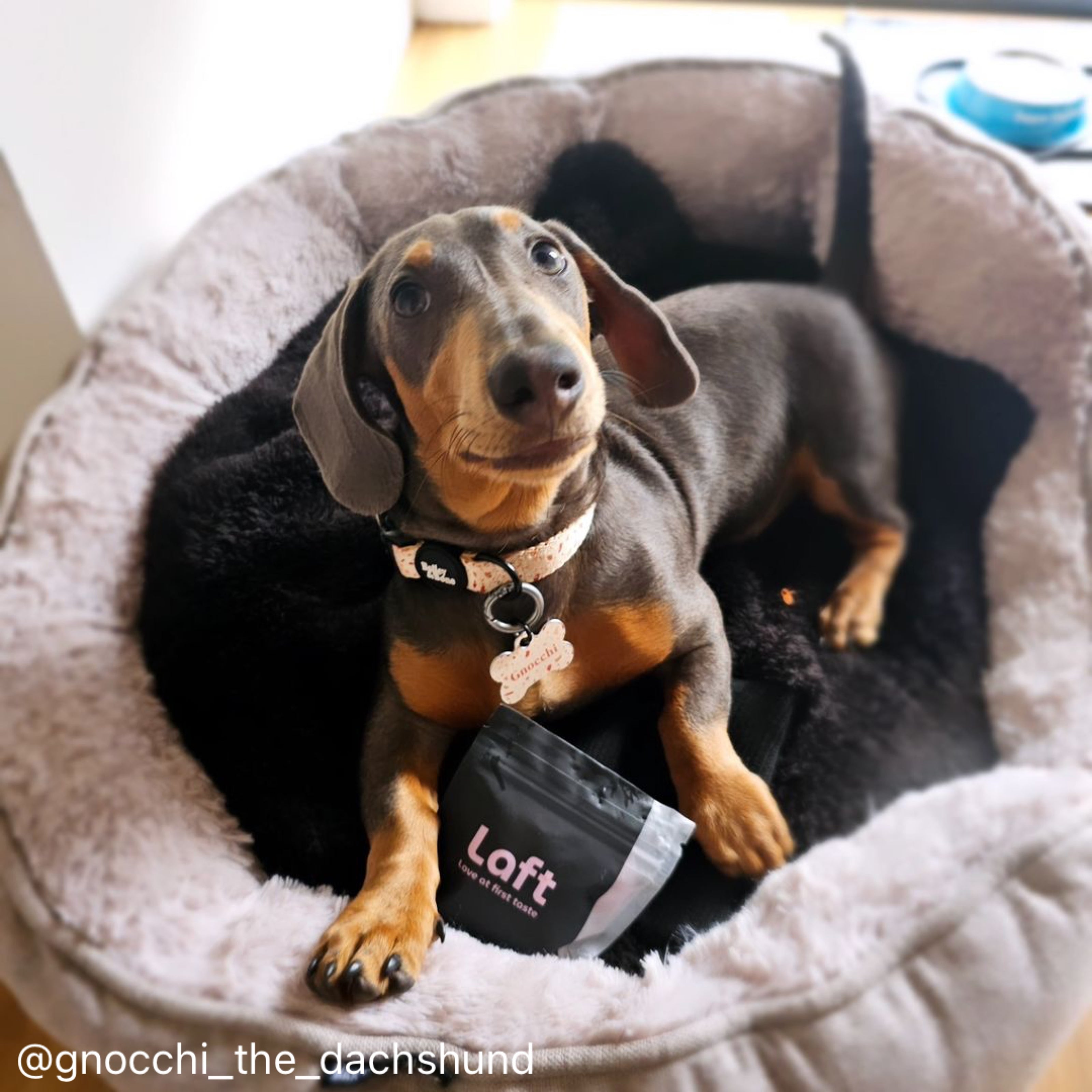 A dachshund dog lying in a cosy, fluffy pet bed, holding a black Laft Pet treat pouch.