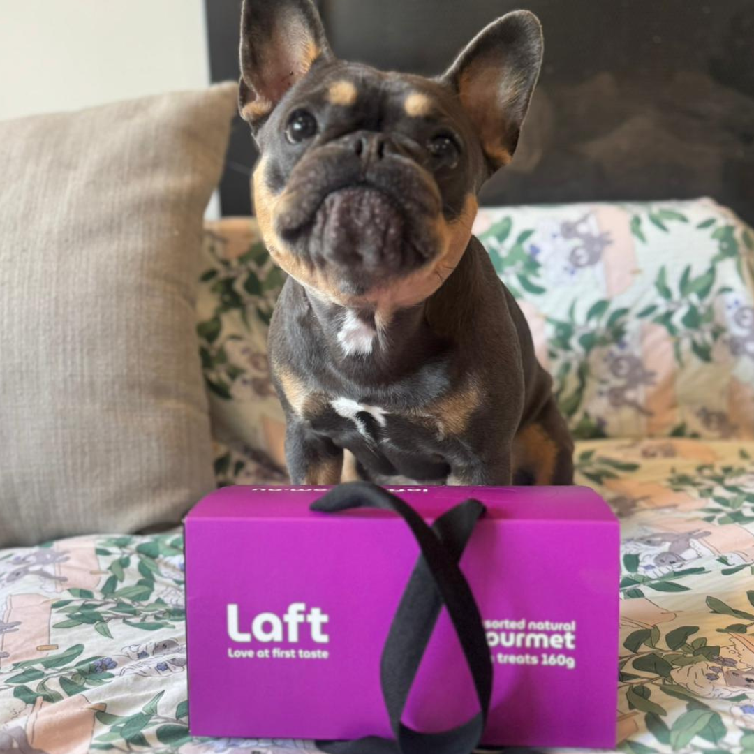 A French Bulldog sitting on a floral-patterned couch, posing with a purple Laft Pet gift box in front of them.