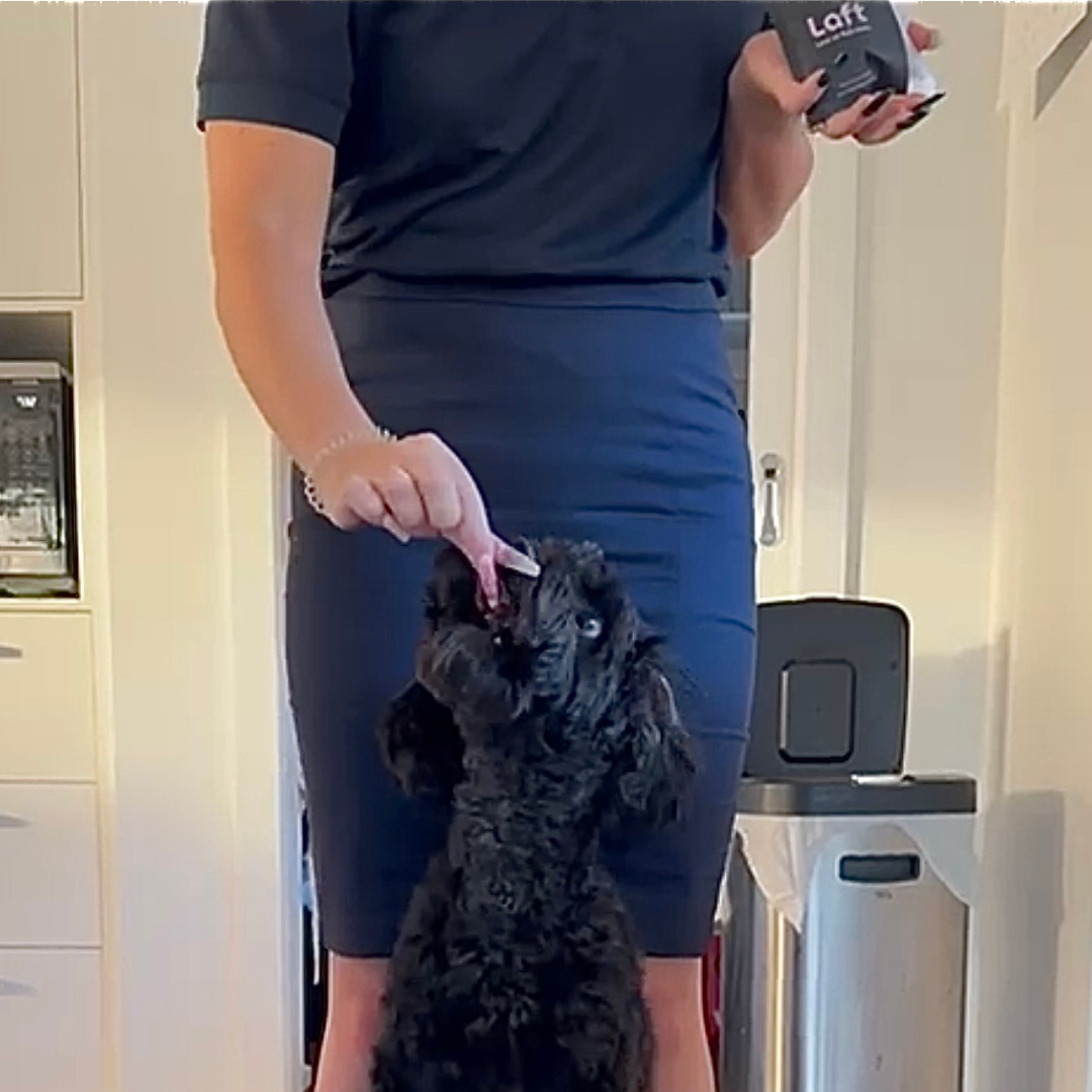 A lady holding a Laft Pet treat pouch in one hand, feeding a black poodle who is sitting in front with a Laft Pet treat in the other hand.