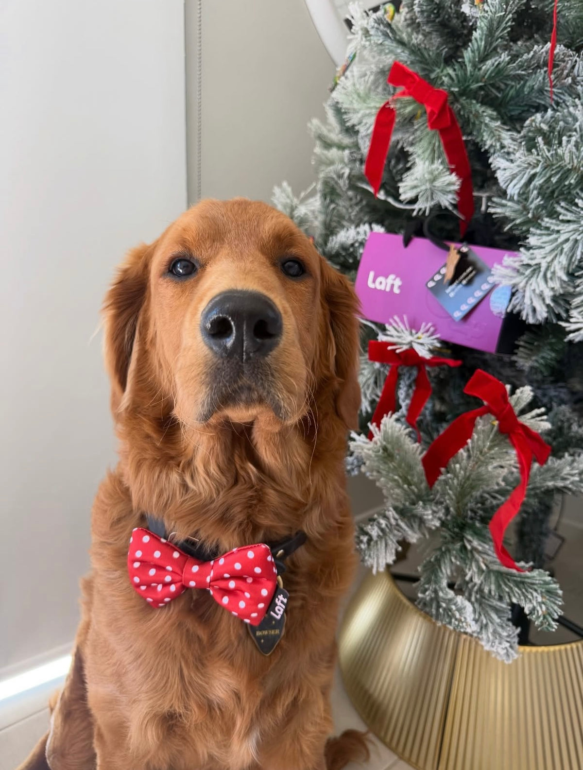 Dog wearing a Laft Pet red polka bow tie with a Christmas tree in the background