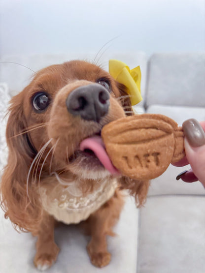 Dog licking a cappuccino shaped biscuit with 'LAFT' on it, sitting on a couch.