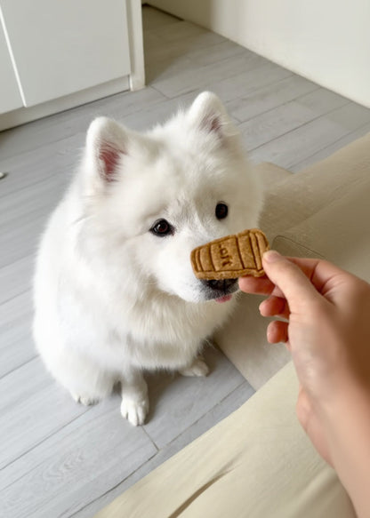 White dog looking at a takeaway coffee cup shaped cookie with its tongue out.