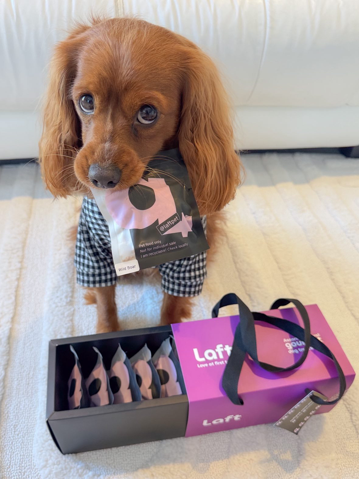 Dog holding a gift box with 'Laft' branding on a white backgroud.