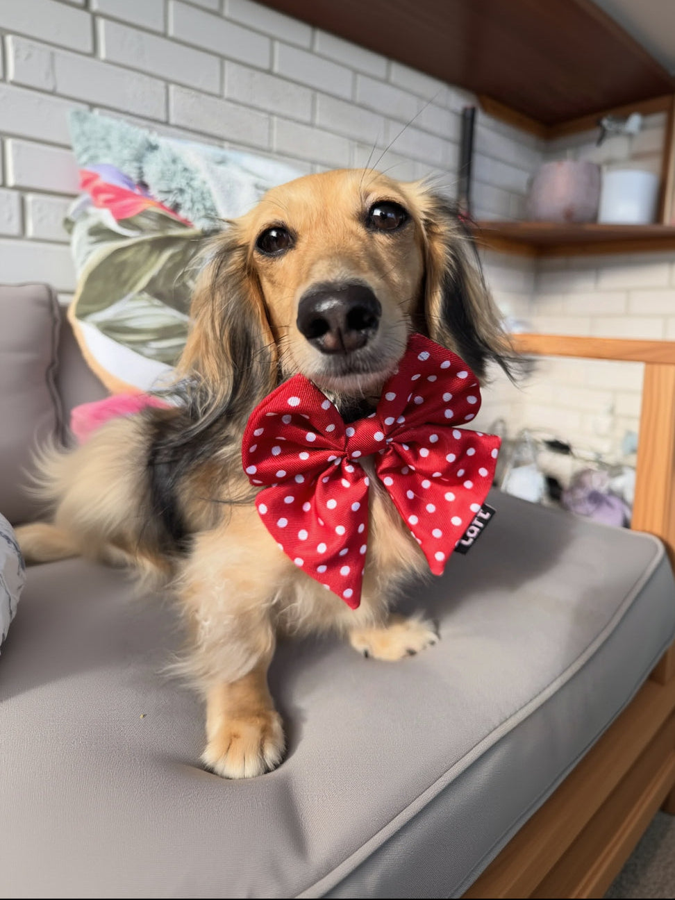Dog wearing a Laft Pet red polka dot sailor bow