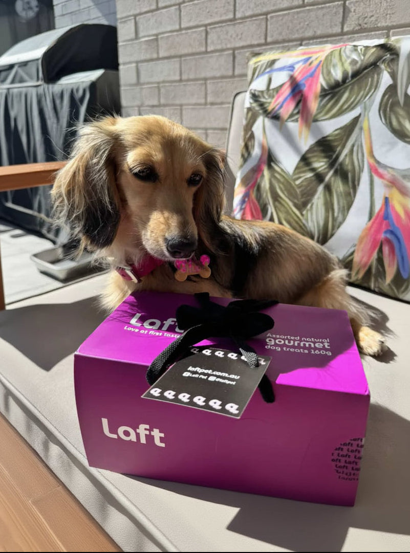 Dog sitting on a arm chair with a Laft Pet Gift Box in front of it