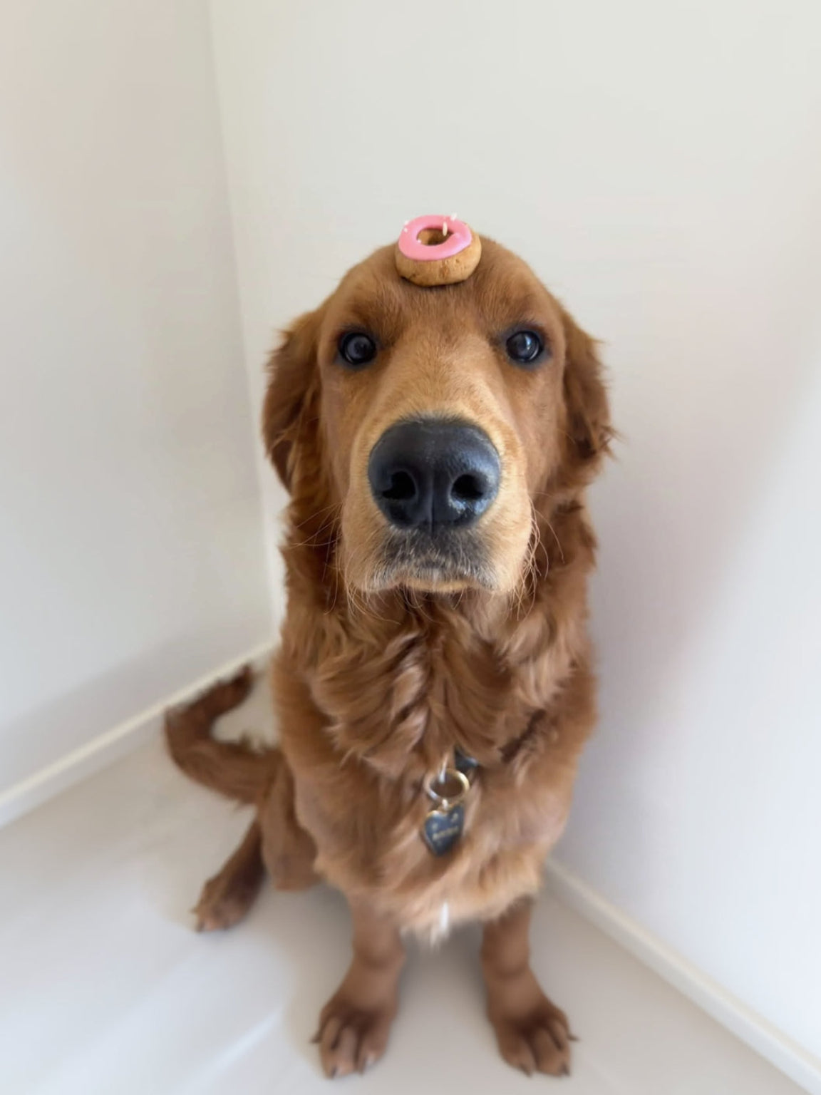 A dog with a donut shaped biscuit on his head