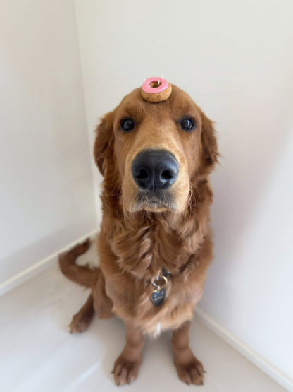 A dog with a donut shaped biscuit on his head