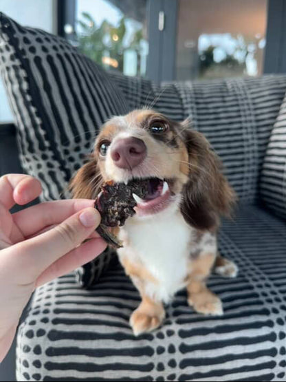 A dachshund sitting on a couch enjoying a Kangaroo Jerky dog treat.