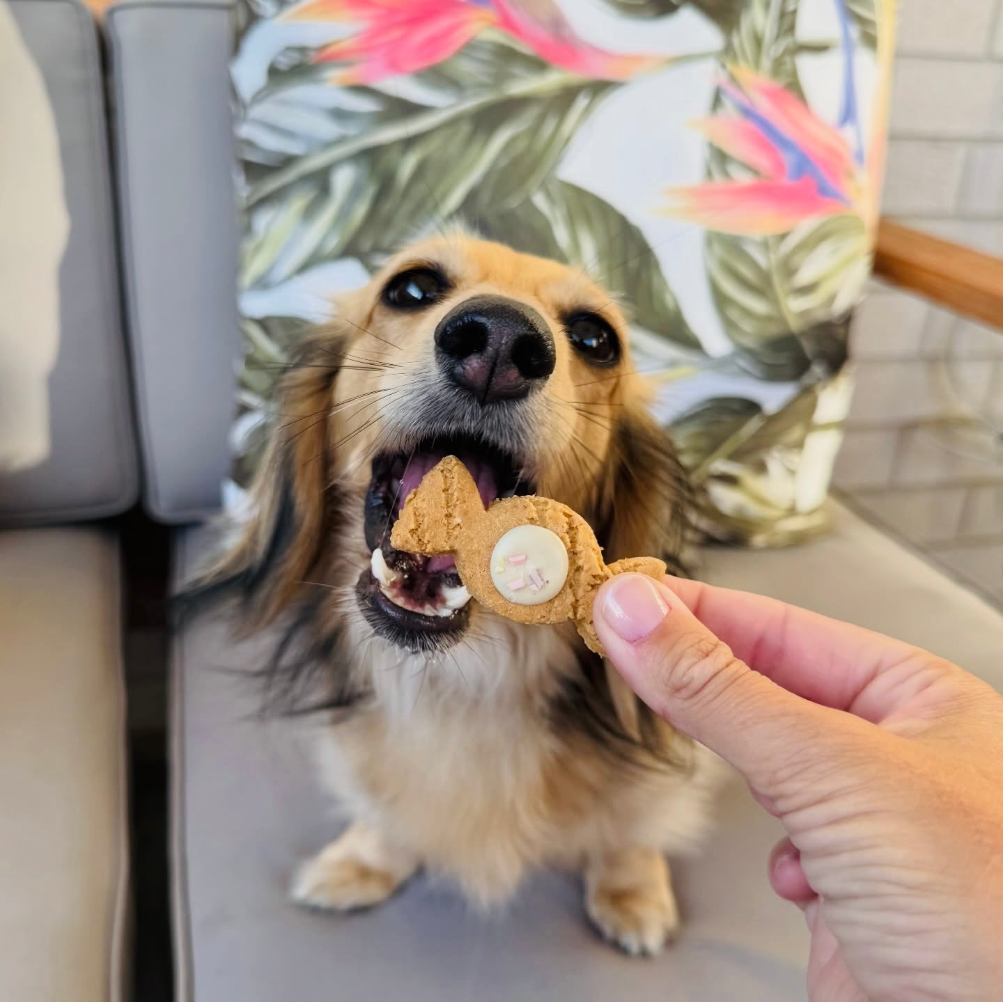 A long-hair dachshund enjoying a lolly shaped biscuit.