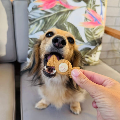 A long-hair dachshund enjoying a lolly shaped biscuit.