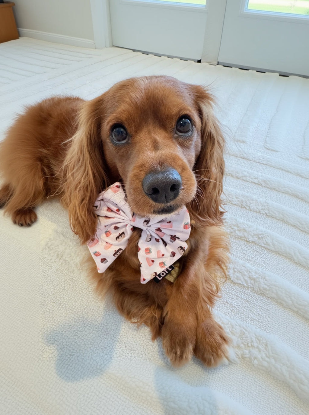 Dog wearing a Laft Pet sailor bow on a soft white surface