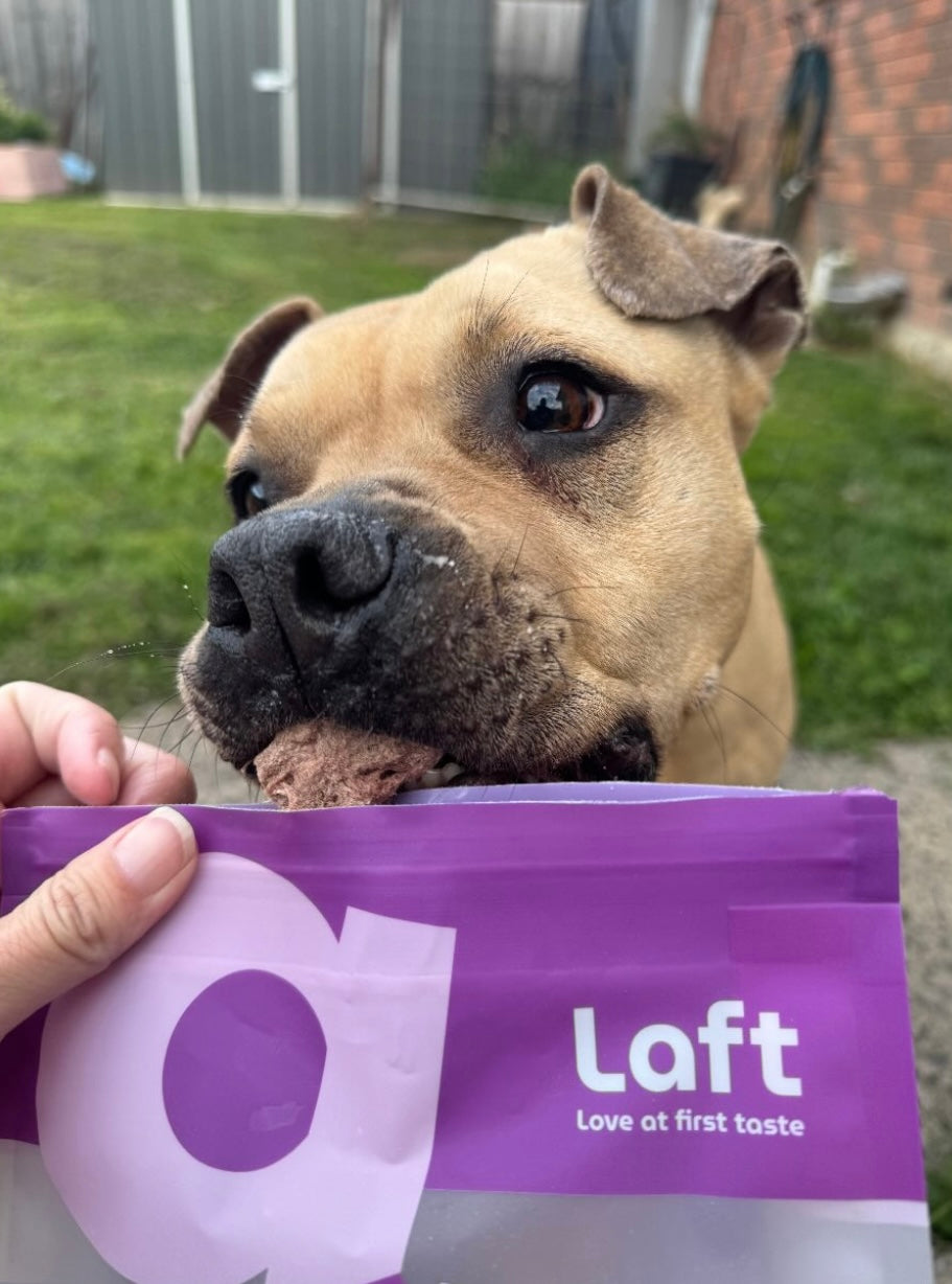 Dog with a treat in it's mouth in front of a purple 'Laft' package in a backyard background.