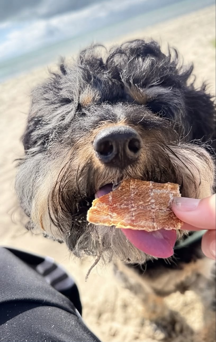 A dog licking a Laft Pet chicken jerky.