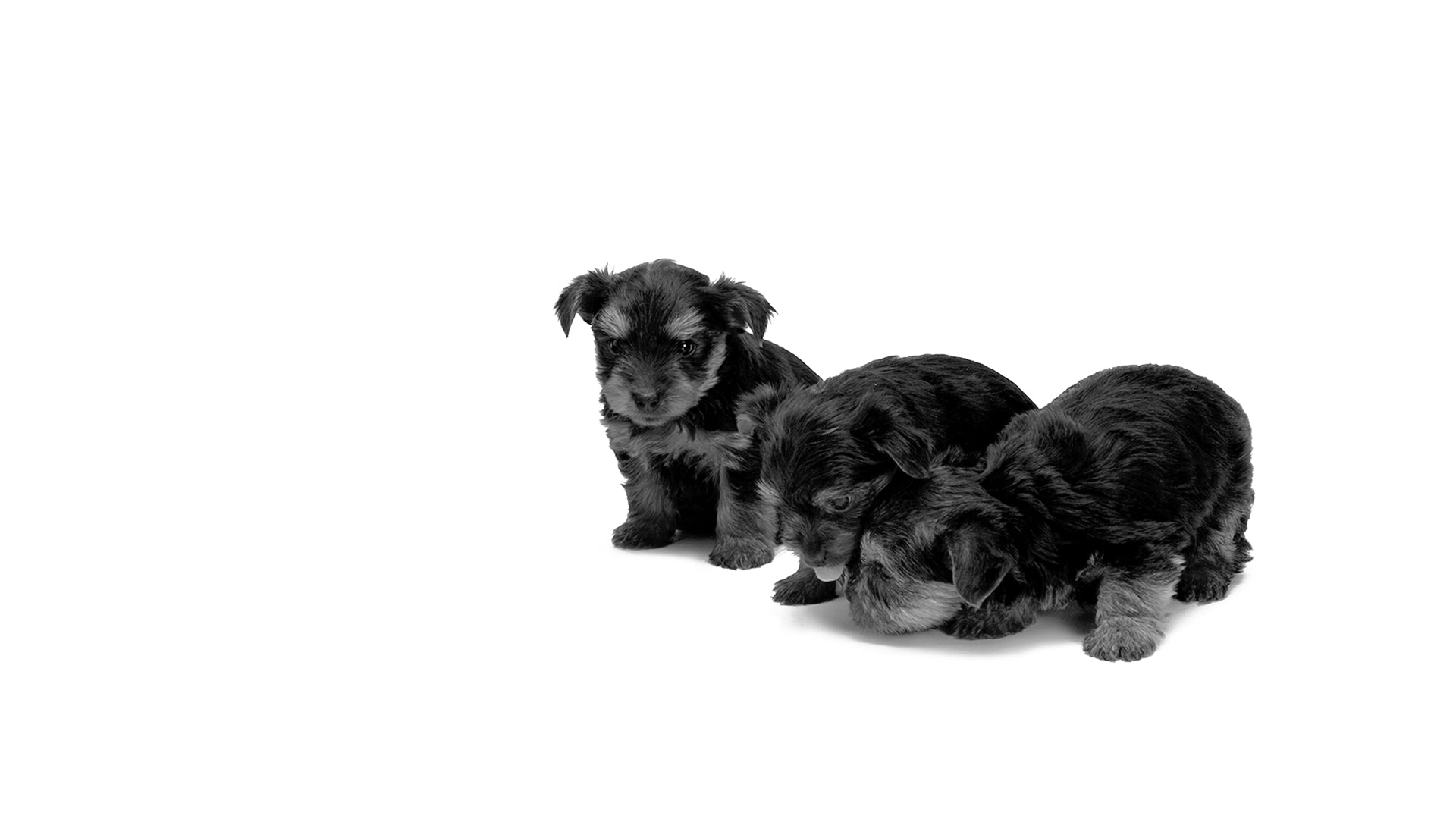 Three curious kelpie mix puppies sniffing around, exploring pet products.