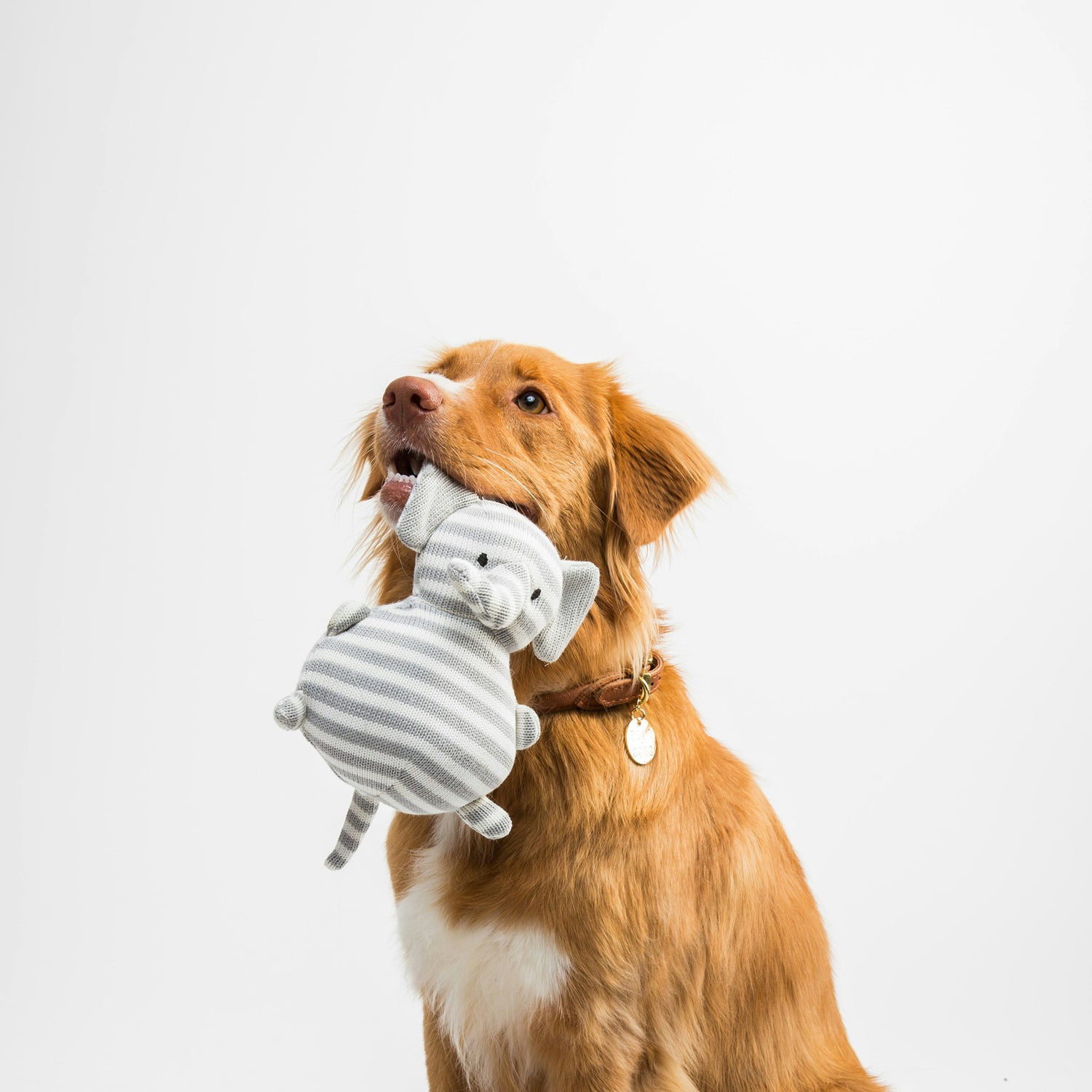 A playful Nova Scotia Duck Tolling Retriever holding a plush toy in its mouth, looking up with an attentive expression.