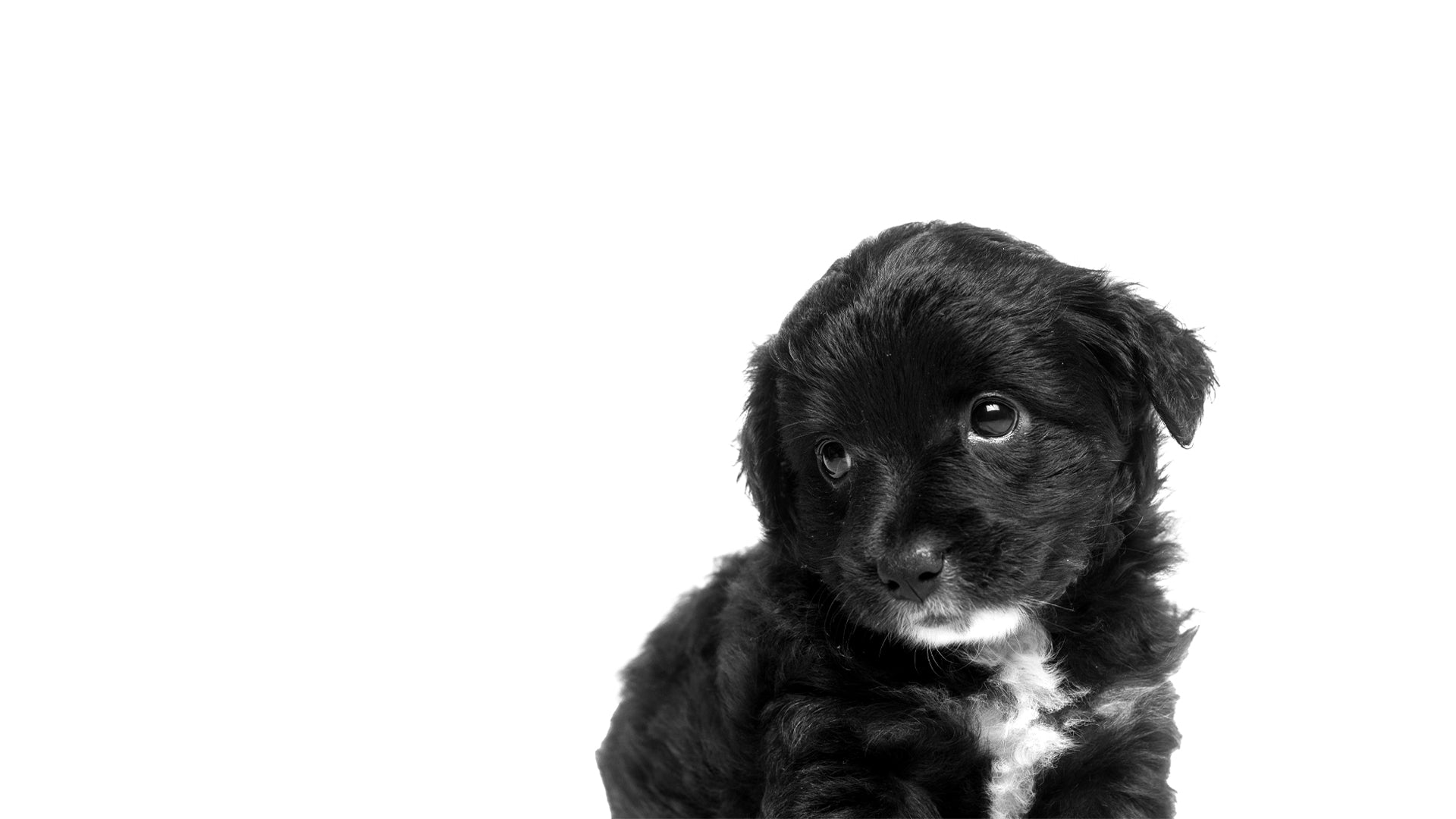 Black poodle puppy looking at the Laft Pet gift box.