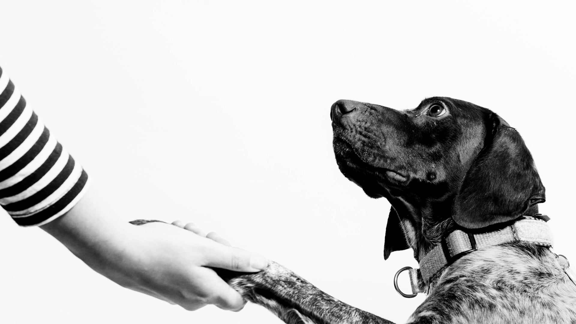 A German Shorthaired Pointer giving his paw to his pawrent.