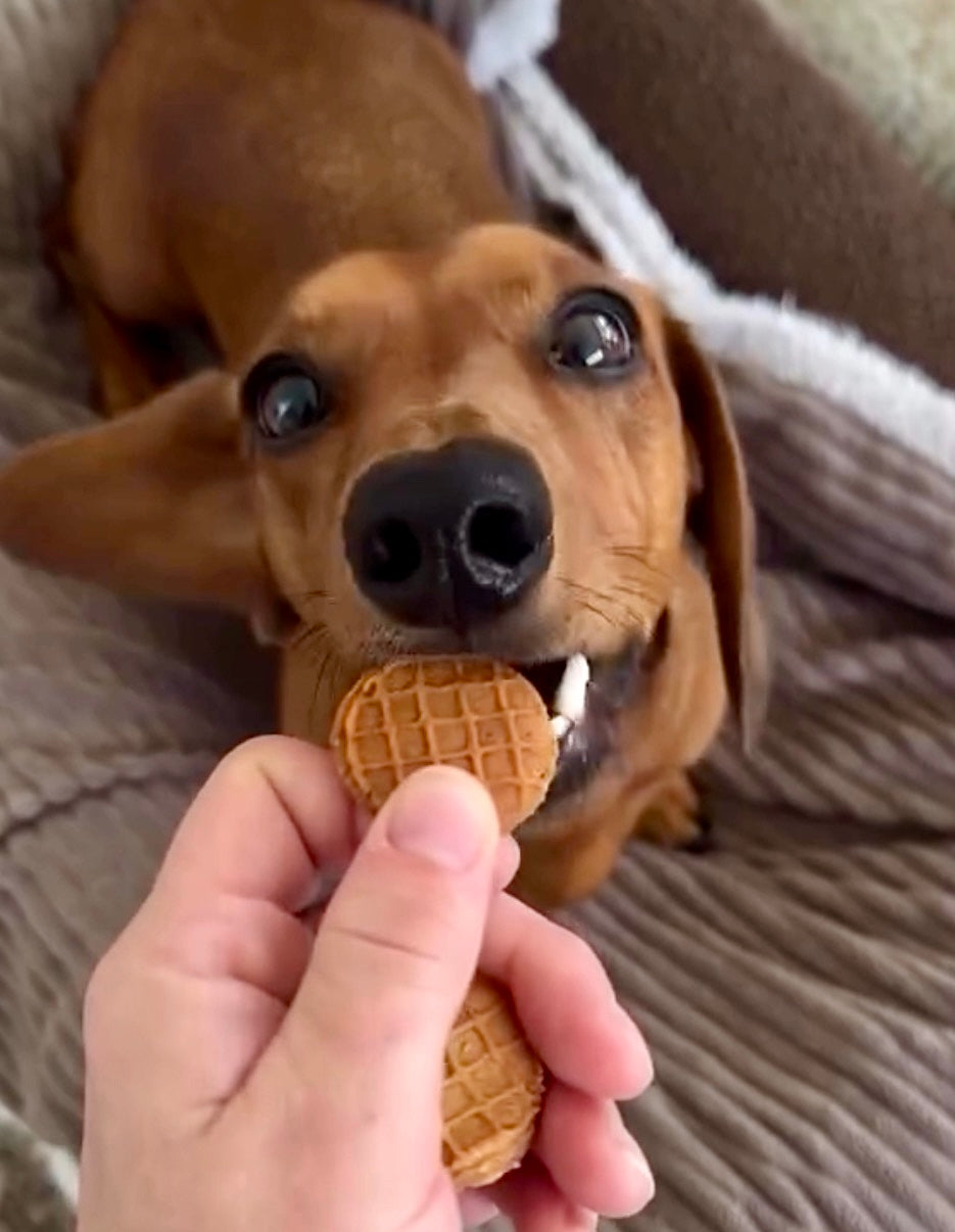Dog with a waffle cookie held by a hand on a textured surface