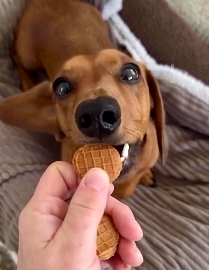 Dog with a waffle cookie held by a hand on a textured surface