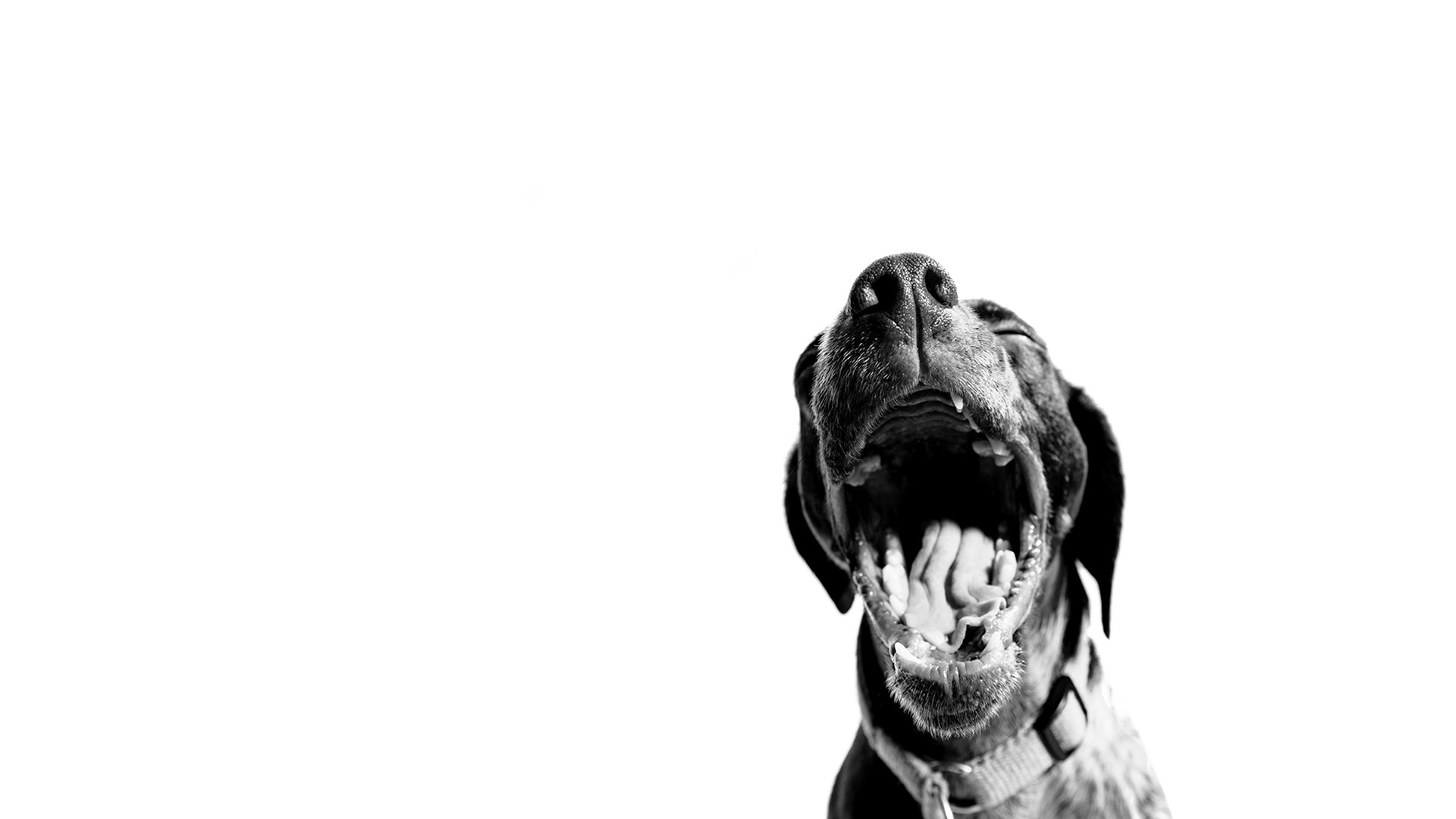 A German Shorthaired Pointer yawning with its mouth wide open, looking directly at the camera.