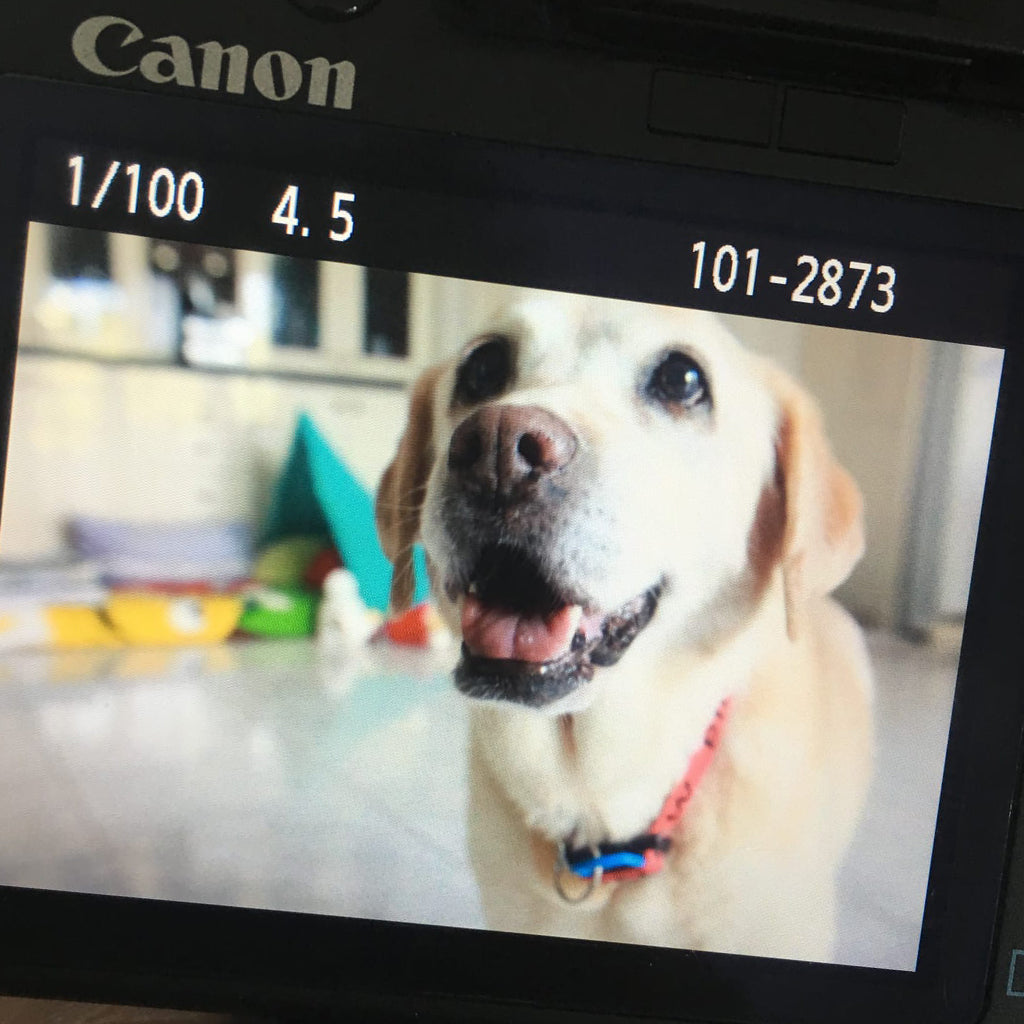 Close-up of a camera capturing a profile photo of a Labrador Retriever.