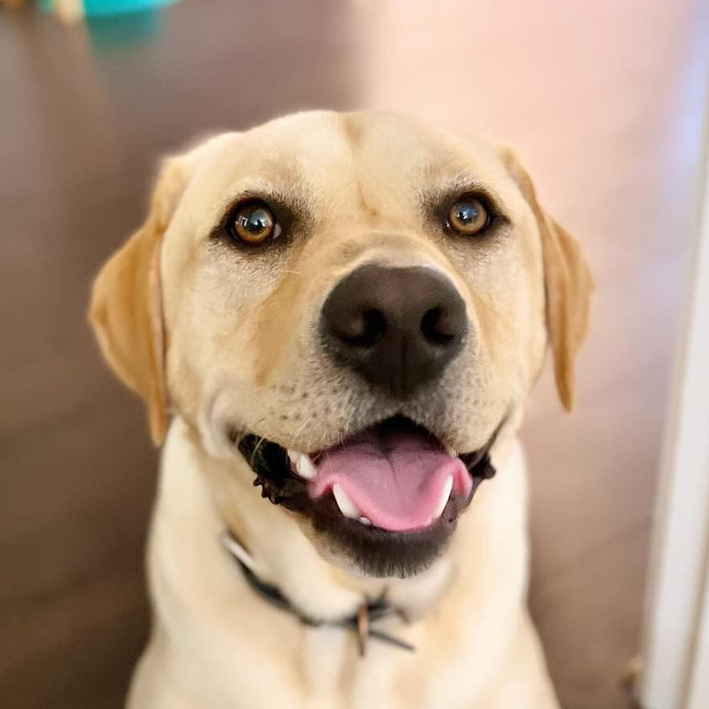 A Labrador Retriever profile picture