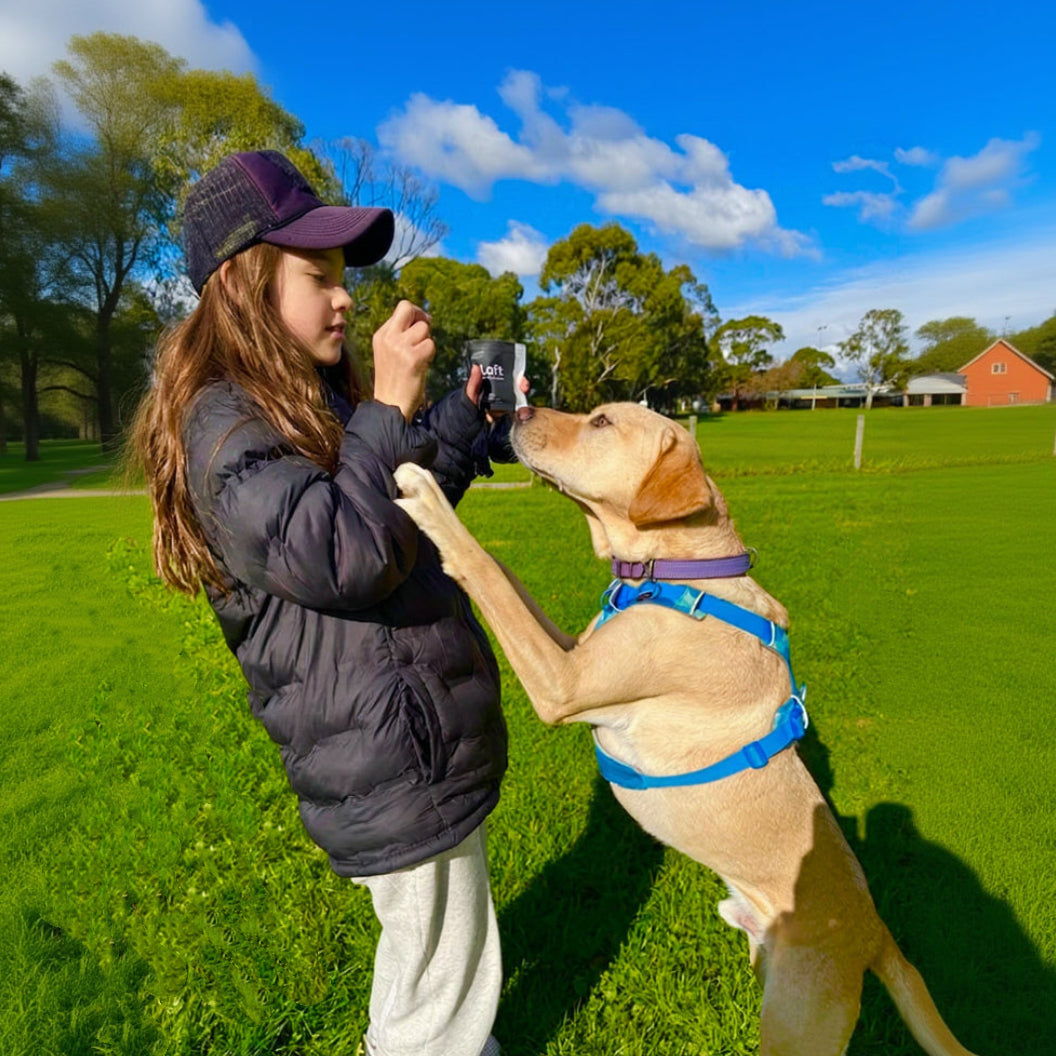 A Labrador lunging towards a girl holding a Laft dog treat in a park.